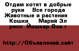 Отдам котят в добрые руки. - Все города Животные и растения » Кошки   . Марий Эл респ.,Йошкар-Ола г.